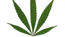 marijuana dui laws pennsylvania