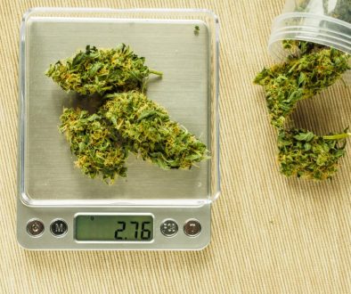 Cones of cannabis flowers on the scales. Measuring of Buds of me